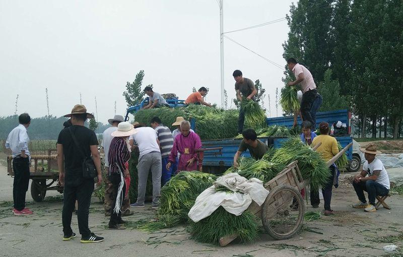 全国蒜苔价格最新行情解析