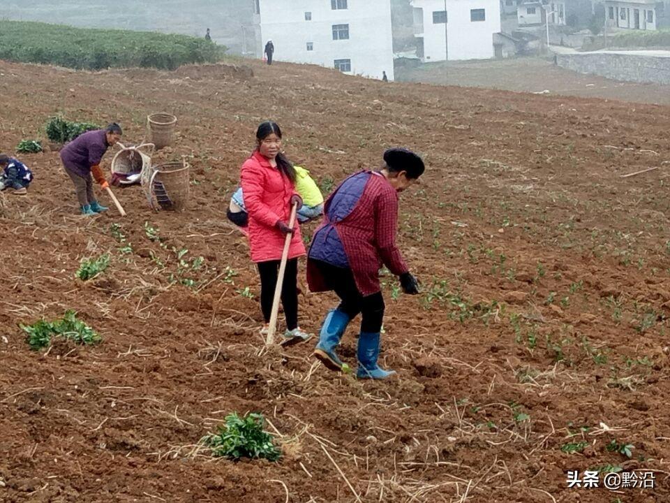 松桃普觉镇，魅力与活力展现的最新图片欣赏